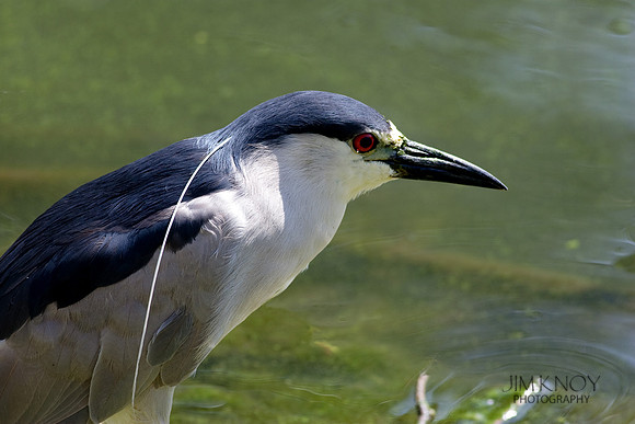Black Crowned Night Heron
