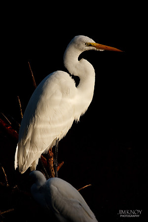 Great Egret