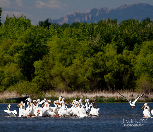 White Pelicans under Rockies