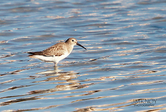 Dunlin