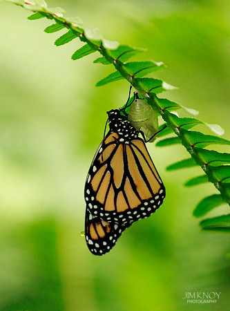 Monarch Morphing