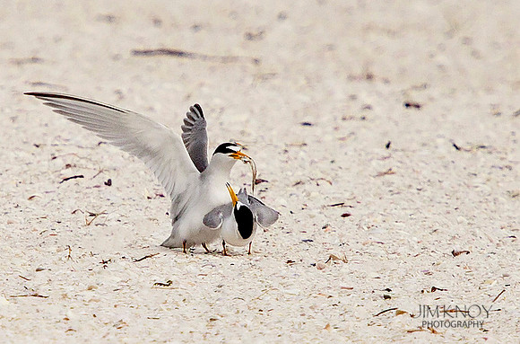 Least Tern Mating III