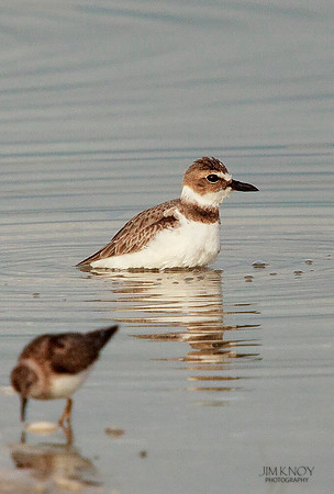 Bathing Wilson's Plover