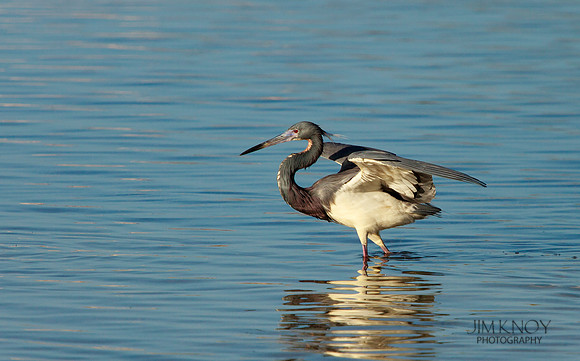 Tri-Colored Heron