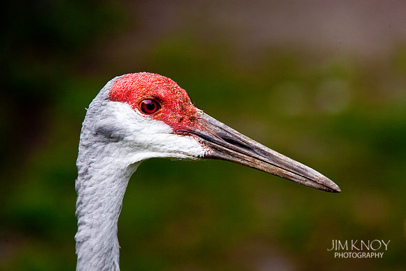 Sandhill Crane