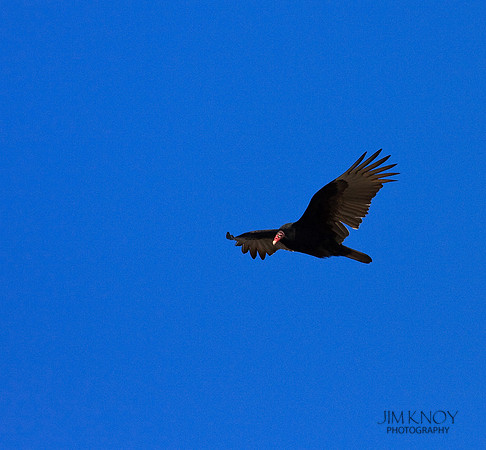 Turkey Vulture