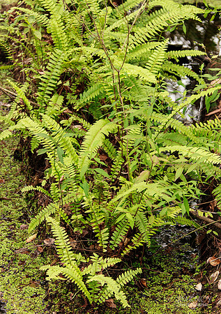 Ferns on Tree