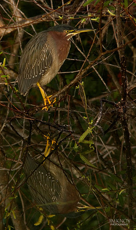 Green Heron Reflection