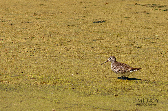Lesser Yellowlegs
