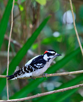 Downy Woodpecker