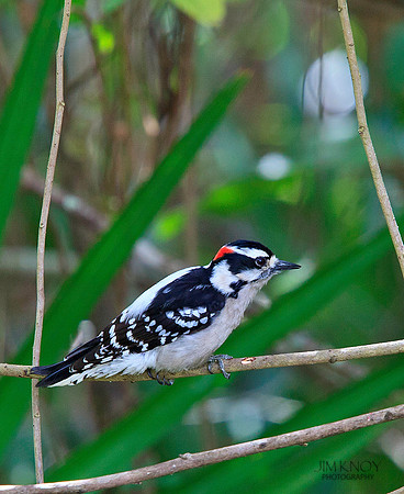 Downy Woodpecker