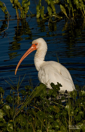 White Ibis in Water