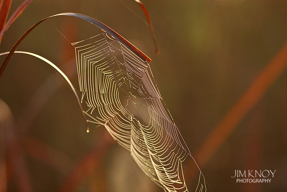Spider Web