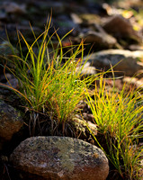Grass and Rocks