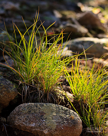 Grass and Rocks