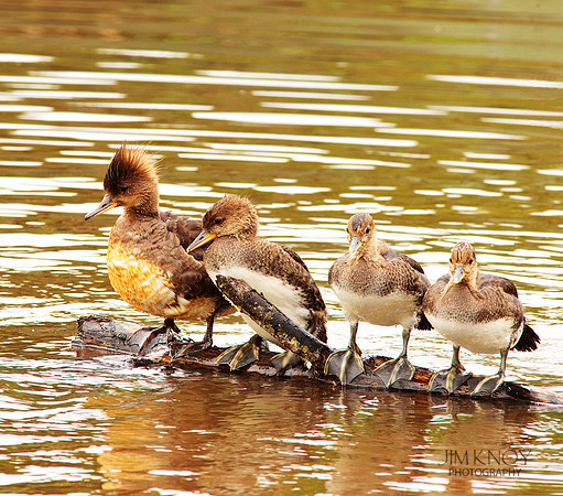 Hooded Merganzer Duck with Ducklings