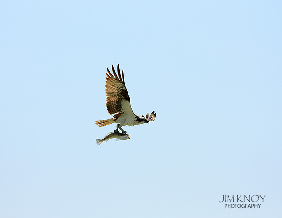 Osprey with Fish