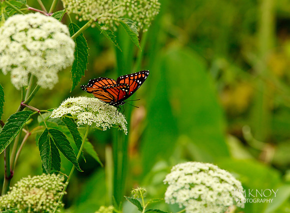 Butterfly on Wild Carrot