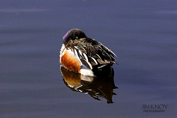 Northern Shoveler