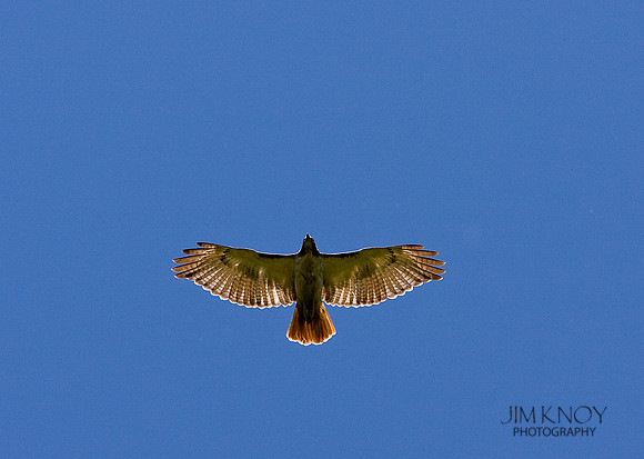 Red Tailed Hawk