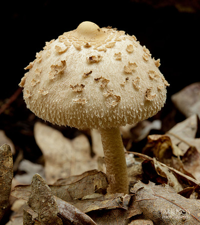 White Fungus