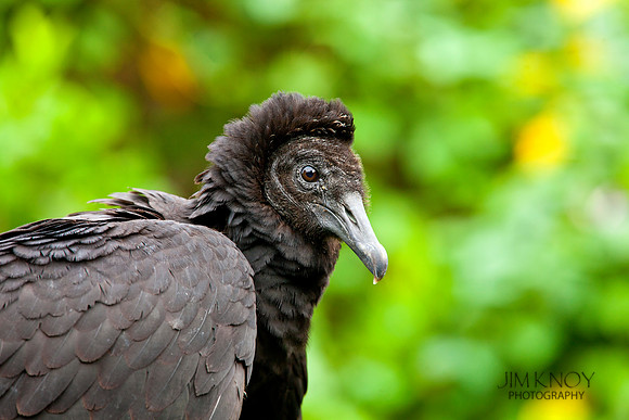 Black Vulture 5