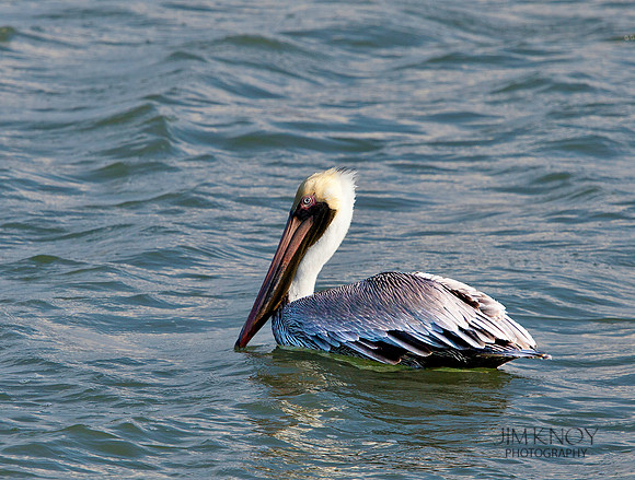 Resting Pelican