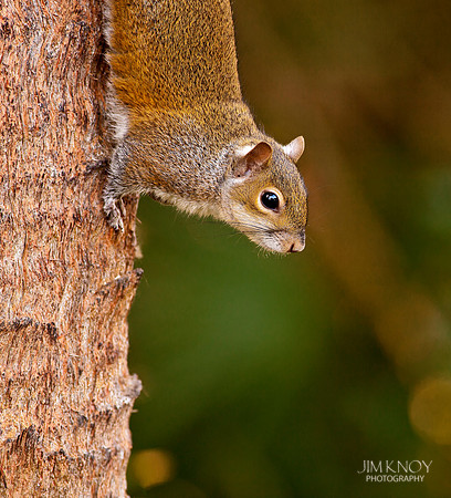 Squirrel on Palm Tree