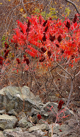 Summac in Fall