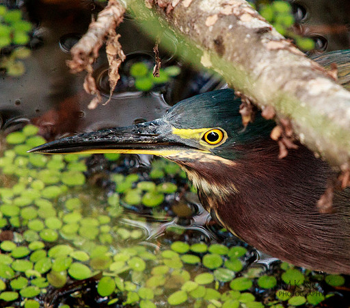 Green Heron