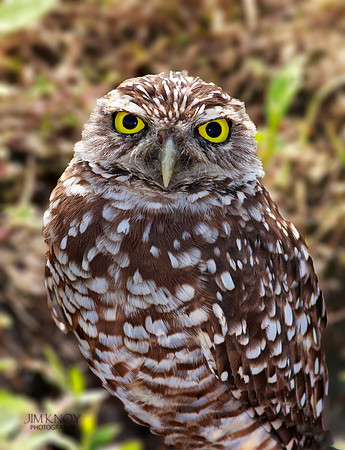 Burrowing Owl in Summer