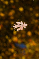 Leaf in Water