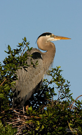 Great Blue Heron on Nest