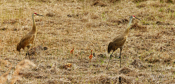 Sandhill Crane with Colt III