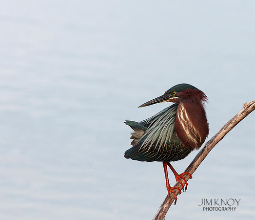 Green Heron Looking Backwards