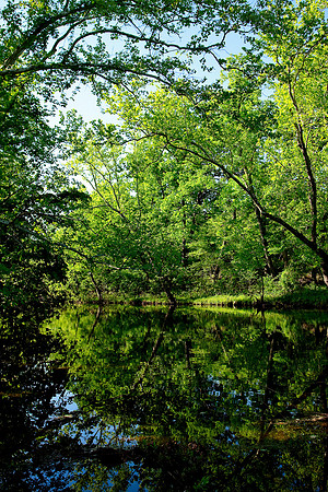 Spring in the Ozarks