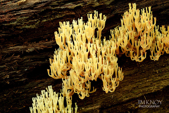 Coral Fungus