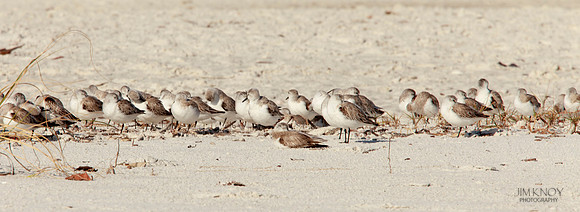 Resting Sanderlings
