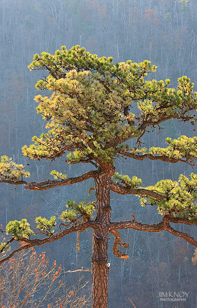 Pine Tree in Shenandoah National Park