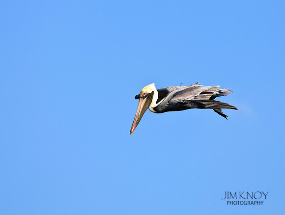 Hovering Pelican
