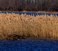 Muskrat Den