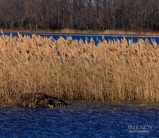Muskrat Den
