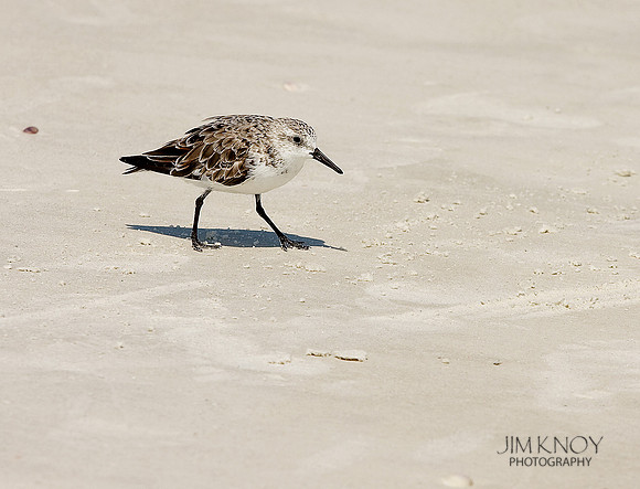 Sanderling