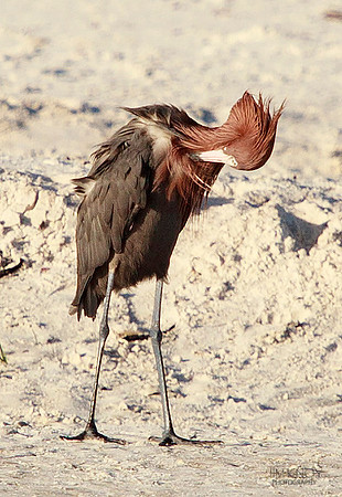 Reddish Egret