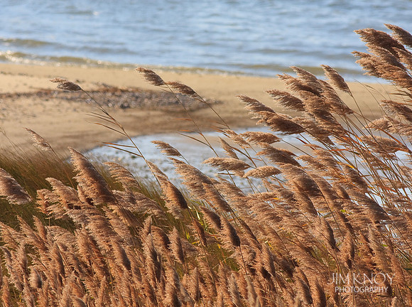 Grassy Shoreline