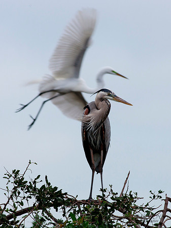 Great Egret over Great Blue Heron