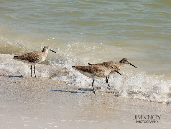 Willets