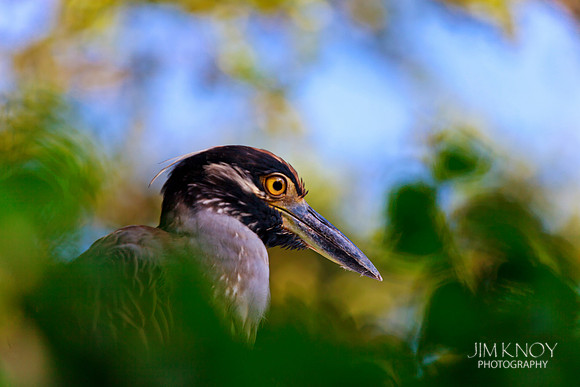 Yellow Crowned Night Heron
