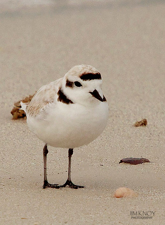 Snowy Plover