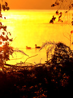 Ducks in Sunrise on the Potomac